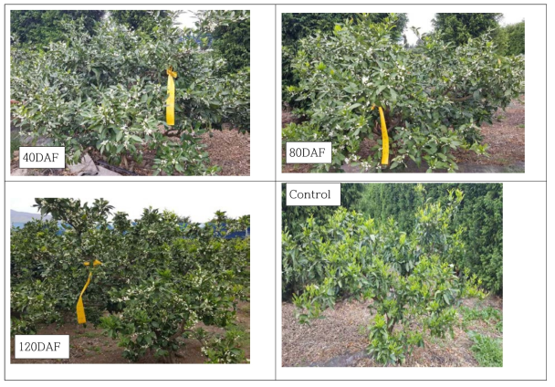 Effect of harvest timing of unripe fruit on the outbreak of following year flowering of‘ Miyagawa’ satsuma mandarin in open field cultivation area