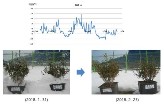 2017.12∼2018.2 제주 산간지역(해발 700m)의 기온변화와 차나무 생육 상태