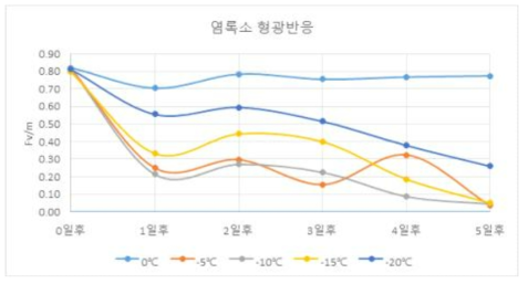 저온처리 후 경과시간별 차나무 엽록소 형광반응 형태