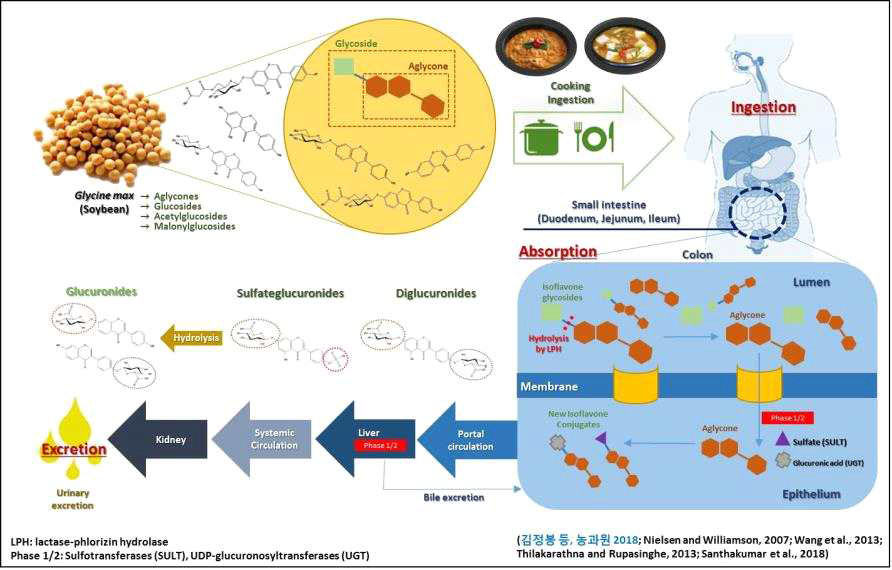 콩 식이 유래 이소플라본 유도체의 대사과정 모식도