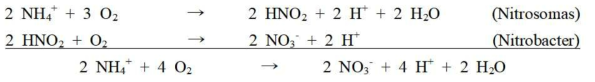Mechanism from ammonium nitrogen to nitrate nitrogen
