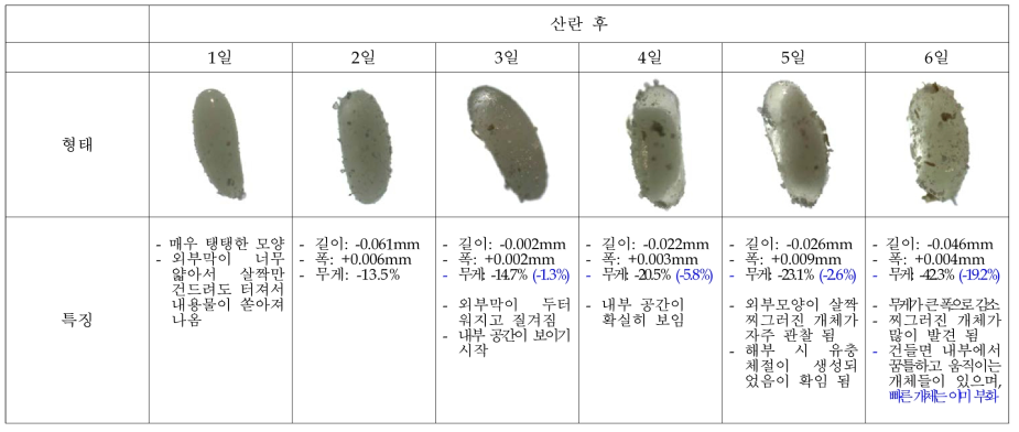 산란 후 일별 아메리카왕거저리 알의 특성