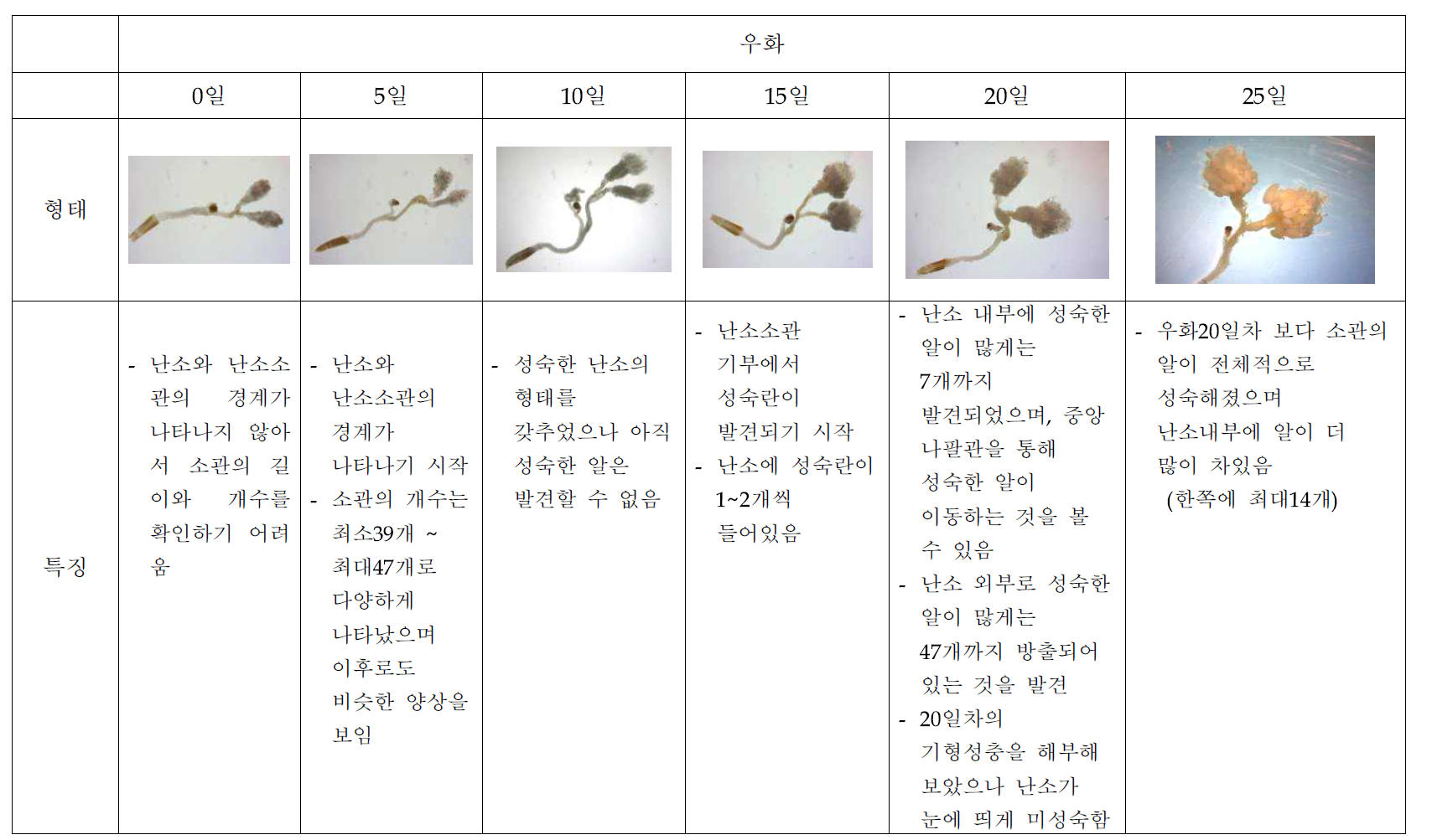 우화일별 아메리카왕거저리 암컷성충의 난소발육