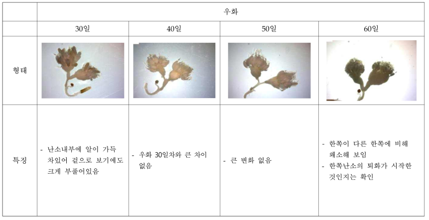 우화일별 아메리카왕거저리 암컷성충의 난소발육