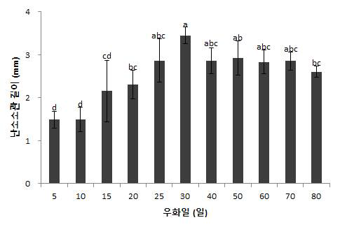 우화일별 아메리카왕거저리 암컷성충의 난소 길이