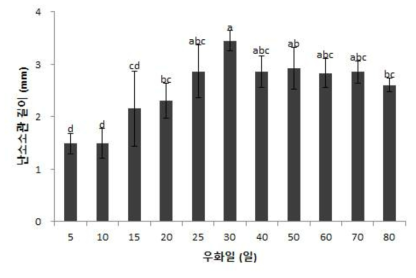 우화일별 아메리카왕거저리의 난소 소관 길이