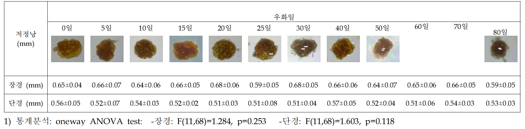 우화일별 아메리카왕거저리 암컷성충의 저정낭 크기