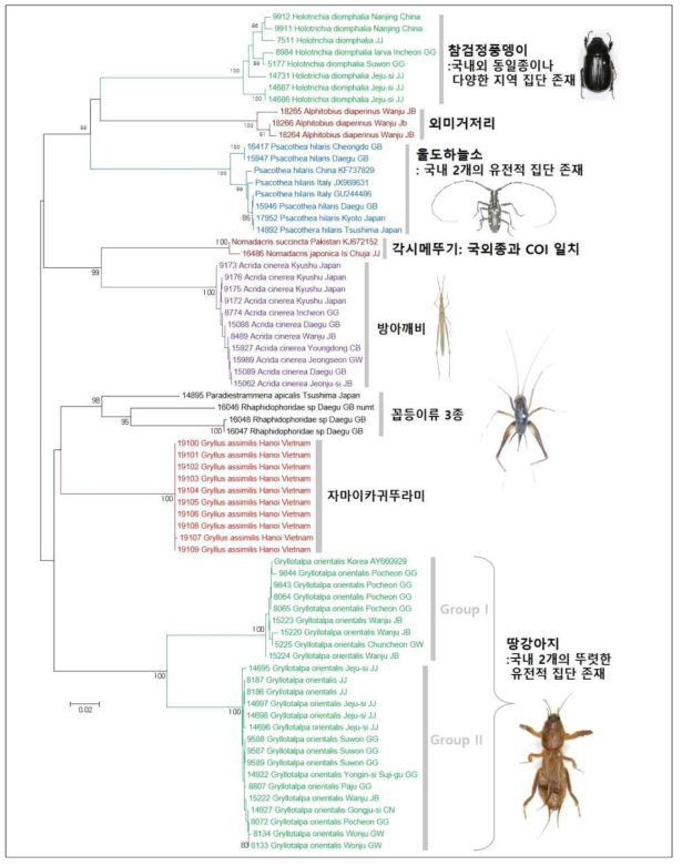 메뚜기목 및 딱정벌레목 탐색종의 COI 유전자 NJ tree 분석 결과