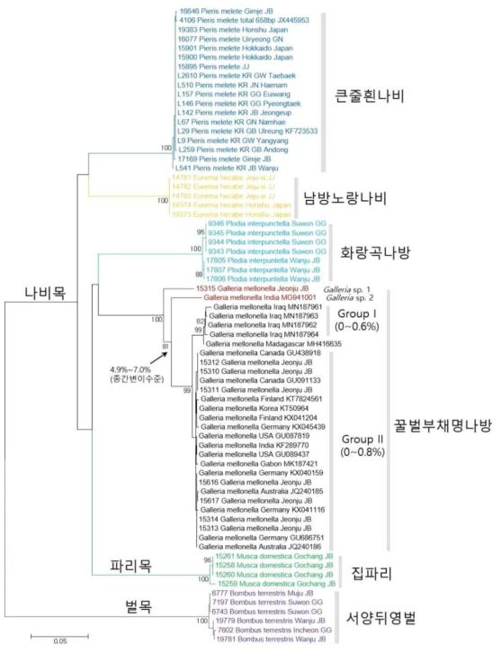 벌, 파리 및 나비목 탐색종의 mtCOI유전자 NJ tree 분석