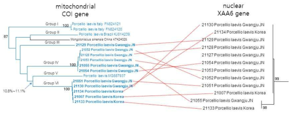 양쥐며느리 한국 집단에서 mtCOI과 XAA6 유전자 마커를 이용한 비교 분석