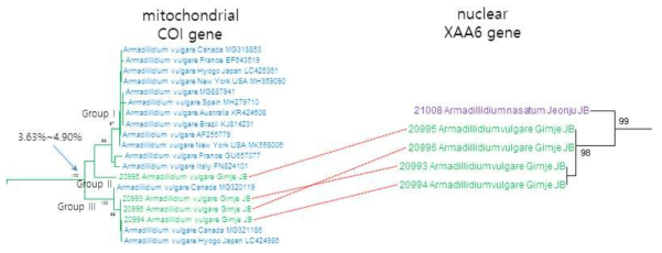 공벌레 한국 집단에서 COI과 XAA6 유전자 마커를 이용한 비교 분석