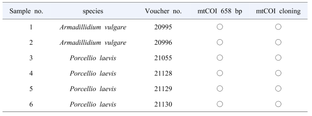 공벌레와 양쥐며느리에 COI 염기서열이 다른 개체에 대한 cloning 분석