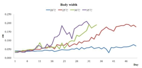 온도별 외미거저리의 체폭 비교