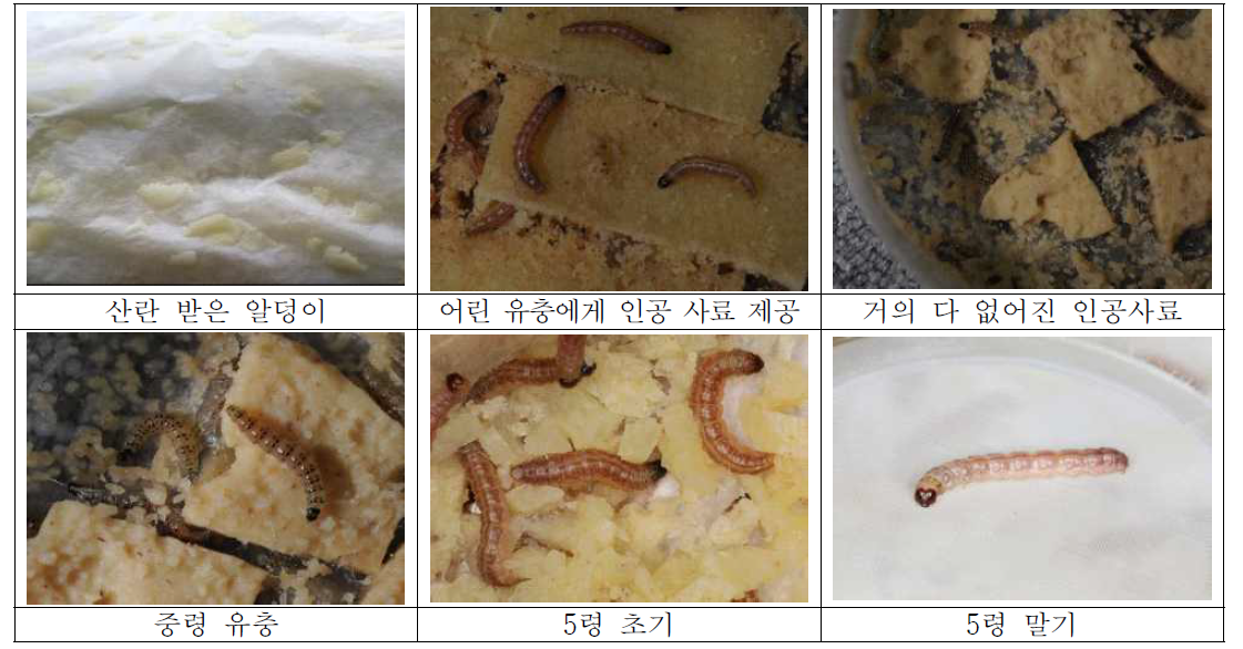 인공사료에 의한 조명나방의 성장과정(알에서 종령 유충)
