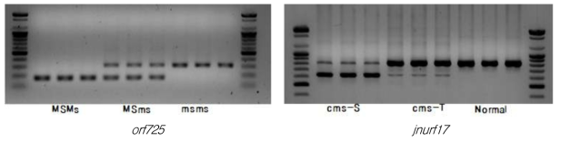 웅성불임 판별 세포질(orf725) 및 핵내유전자 판별 분자마커(jnurf17) DNA profile