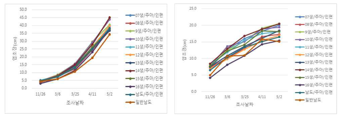 생장점 마늘 주아 누대재배 엽초장 및 엽초경 특성