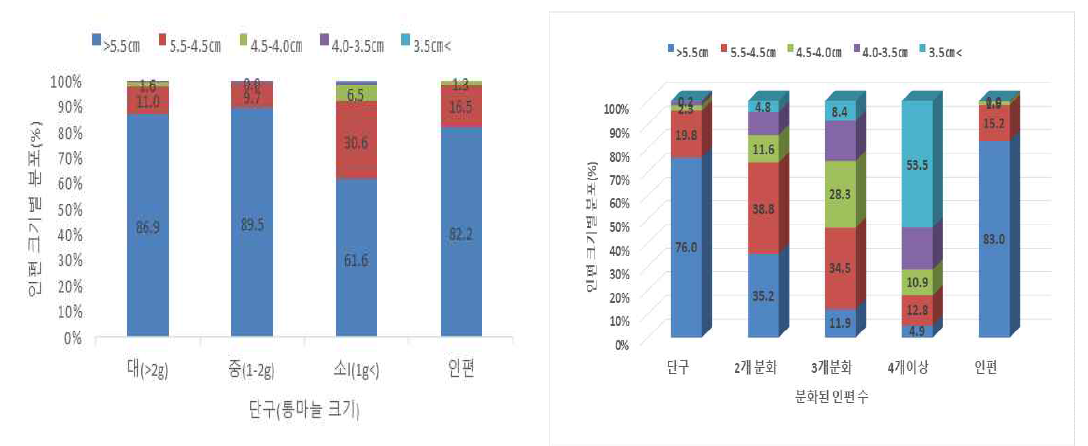 대서 주아 유래 통구별 구 크기별 분포