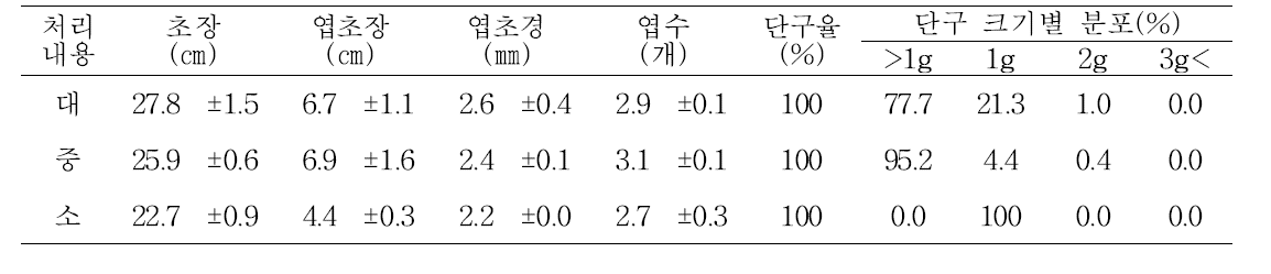 대서 품종 소립주아 이용 단구 생산을 위한 산파시 주아 크기 효과
