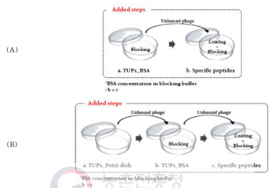 Phage display의 subtractive bio-panning 과정; (A)1차 수정된 추가 단계, (B)2차 수정된 추가 단계