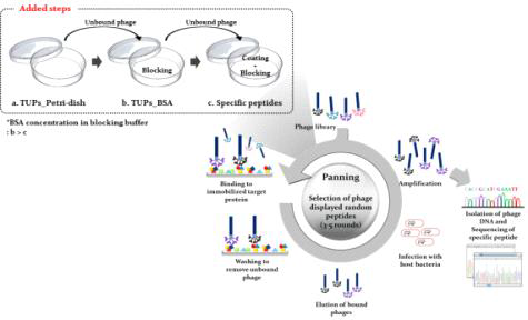 특이적 서열의 효율을 높이기 위한 phage display 기법 모식도