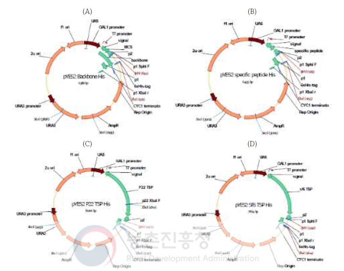 6xHis-tag된 백본 벡터 확인; (A)백본 벡터 맵, (B)specific 벡터 맵, (C)P22 TSP 벡터 맵, (D)Sf6 TSP 벡터 맵