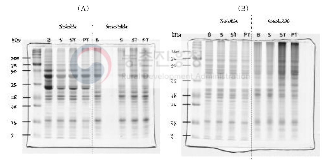 His-tagged protein 발현 확인을 위한 SDS-PAGE 분석; (A)Total protein, (B)Lysosomal protein