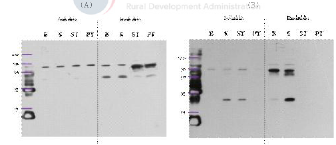 His-tagged protein 발현 확인을 위한 1차 western blot 분석; (A)Total protein, (B)Lysosomal protein