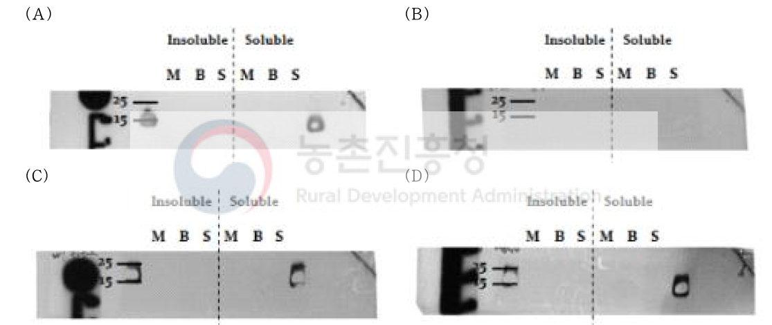 His-tagged protein 발현 확인을 위한 2차 western blot 분석; (A)Total protein/without induction, (B)Lysosomal protein/without induction, (C)Total protein/with induction, (D)Lysosomal protein/with induction