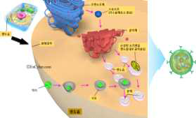 진핵세포 내 세포소기관 엔도솜