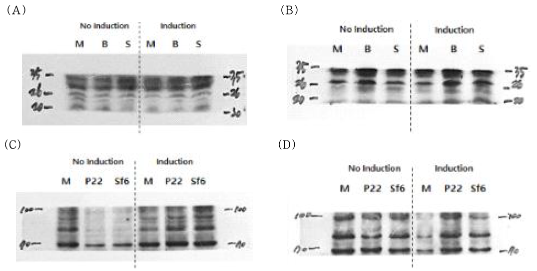 His-tagged protein 발현 확인을 위한 7차 western blot 분석; (A) Backbone과 Specific 재조합효모의 Total protein, (B) Backbone과 Specific 재조합효모의 Lysosomal protein, (C) P22 TSP와 Sf6 TSP 재조합효모의 Total protein , (D) P22 TSP와 Sf6 TSP 재조합효모의 Lysosomal protein