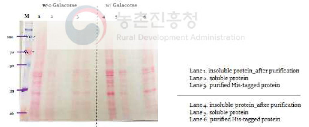 분리 정제한 His-tagged protein 발현 확인을 위한 2차 western blot 분석시 ponceau red반응 멤브레인 확인