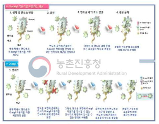 세균에 대한 엔도좀의 기작