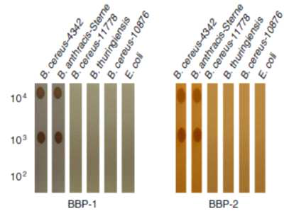 Dot-blot assay을 통한 BBP-1 및 BBP-2 펩티드의 박테리아에 대한 결합 확인