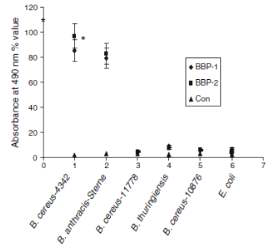 박테리아에 대한 BBP-1 및 BBP-2의 결합에 대한 ELISA 기반 분석