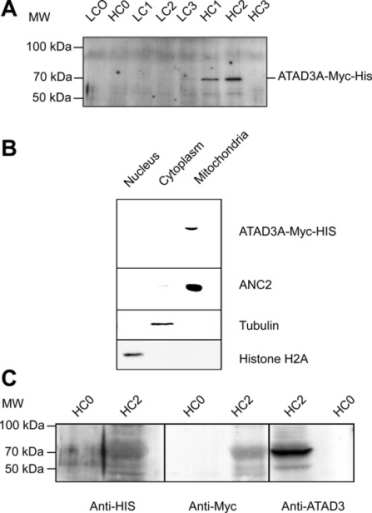 ATAD3A-Myc-HIS의 발현 및 세포 내 분포에 대한 스크리닝