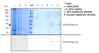 NTA-세파로스에 대한 변성 / 불포화 된 ATAD3-HIS-Myc의 정제