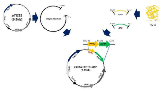YPT7 단백질을 부분 결여시킨 재조합 벡터 제작 과정