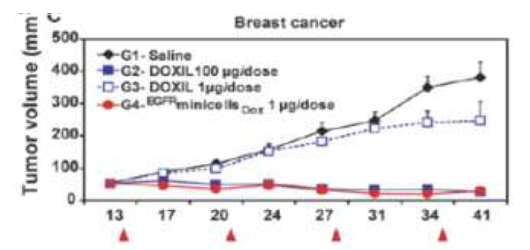 항암 효과 minicells Dox 대 liposomal Dox의 비교