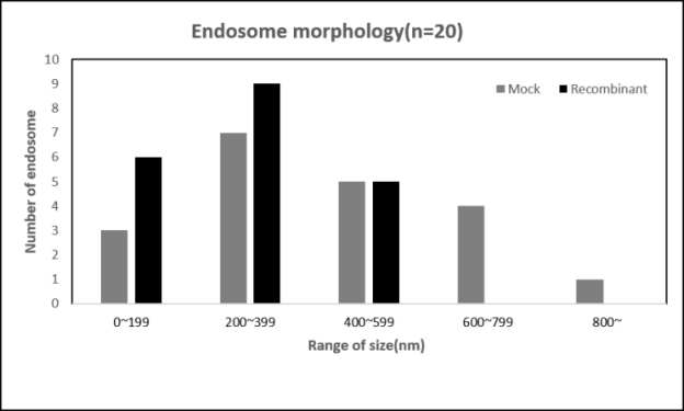 YPT7 단백질 재조합 엔도솜(Recombinant)과 Mock 엔도솜 크기비교 SEM 분석
