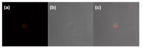공초점 레이저 주사현미경 분석 결과.(a)다우노루비신, (b)효모 세포, (c)병합