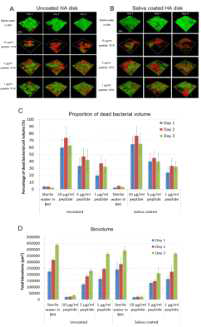 구강 multispecies biofilm 개발에 Peptide 1018 영향