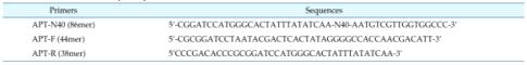 무작위 DNA 라이브러리 및 SELEX에 사용되는 프라이머