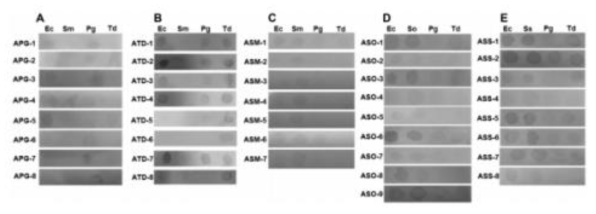 변형 된 Western blot 방법을 이용한 구강병원균에 의한 aptamer의 특이성 분석