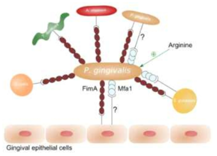 P. gingivalis fimbriae FimA와 Mfa1의 상피 세포 및 다른 박테리아와의 상호 작용 개요