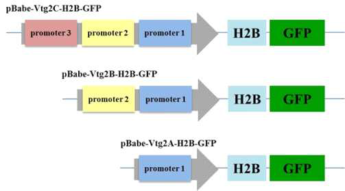 개의 플라스미드의 구축 : pBabe-Vtg2A-H2B-GFP (프로모터 1 서열 만 포함), pBabe-Vtg2B-H2B-GFP (프로모터 1 및 프로모터 2 서열 포함), pBabe-Vtg2C-H2B-GFP 모든 3 개의 프로모터 서열 : 프로모터 1, 프로모터 2 및 프로모터 3)