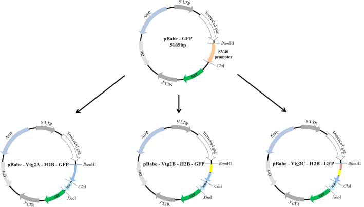 플라스미드 백본 pBabe-GFP에 Vtg2 프로모터 서열과 Daphnia magna histone 유전자 (H2B)를 클로닝하여 얻은 세 가지 재조합 플라스미드 맵