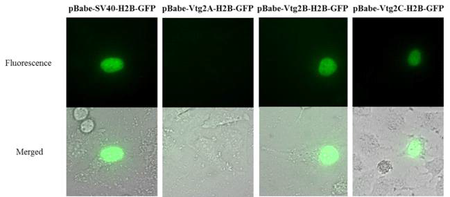 pBabe-SV40-H2B-GFP, pBabe-Vtg2A-H2B-GFP, pBabe-Vgt2B-H2B-GFP, pBabe-Vgt2C-H2B-GFP의 4 가지 플라스미드를 사용하여 형질 전환 된 Hela 세포의 형광 이미지