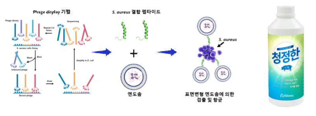 표면변형 엔도솜의 연구 모식도 및 시작품 개발 사진