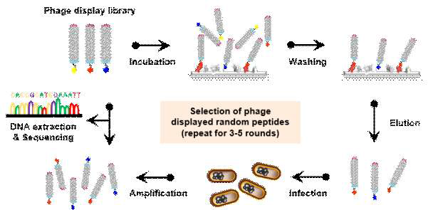 Phage display의 bio-panning 과정