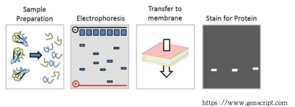 일반적인 western blot 시스템